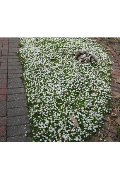 Ґрунтопокривний Мазус білі квіти